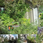 greenwall.jpg-שינוי-תודעתי